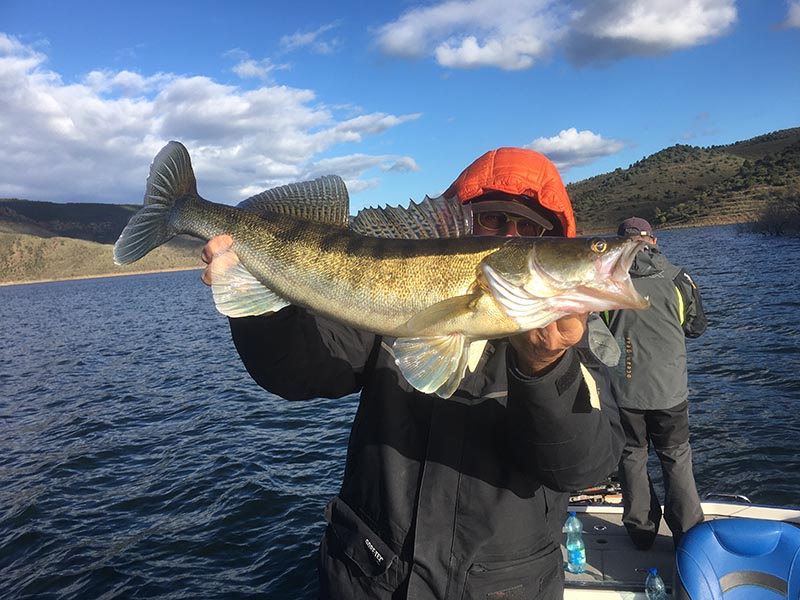 Pêcheur avec une belle sandre sur un lac au Portugal