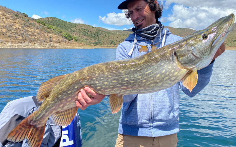 Brochet fraichement péché sur un lac au portugal