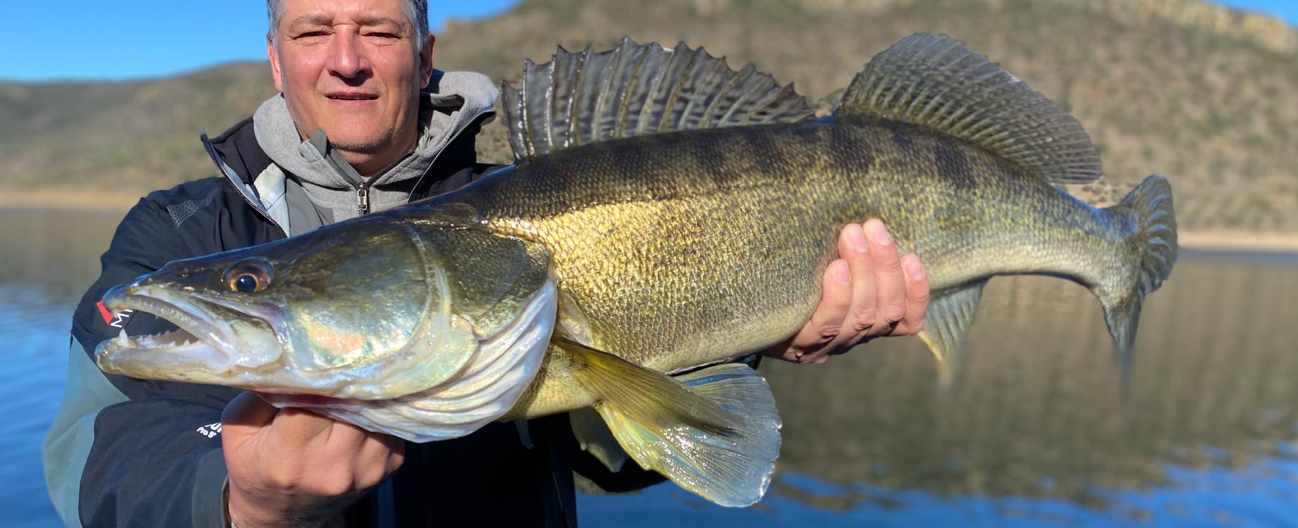 Poisson Sandre fraichement péché au portugal