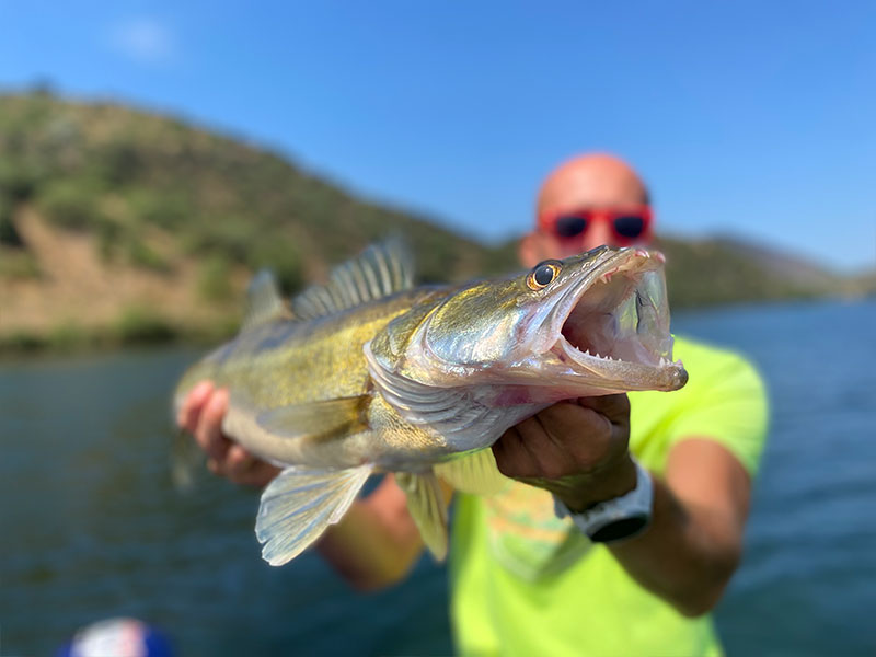 Pecheur avec Sandre sur lac portugais