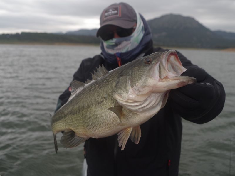 Bass Peche En Bateau Espagne
