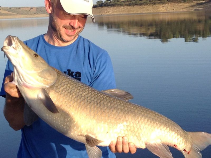 Barbeaux Peche En Extremadura 9
