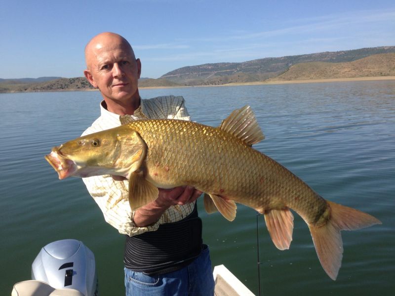 Barbeaux Peche En Extremadura 17