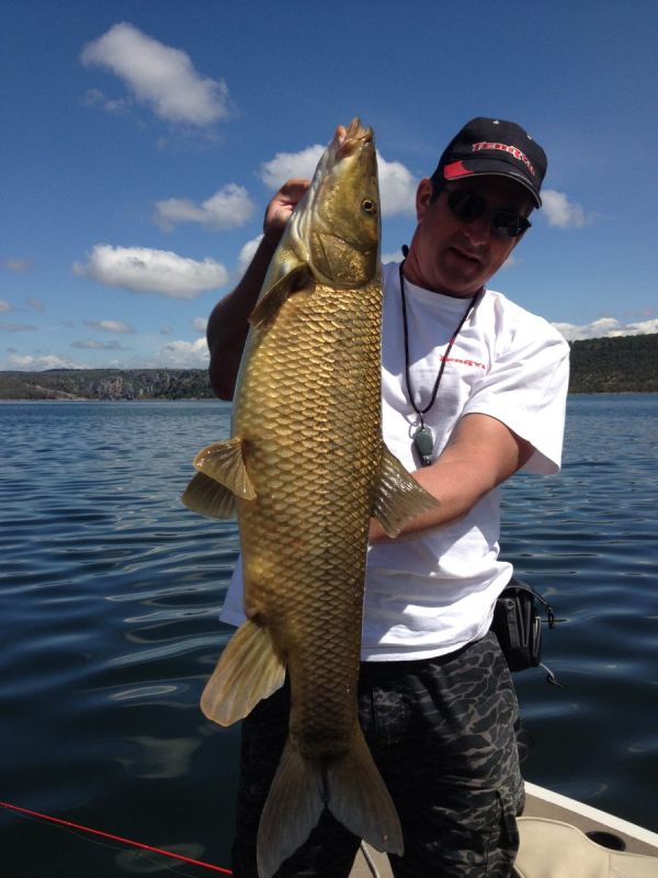 Barbeaux Peche En Extremadura 21