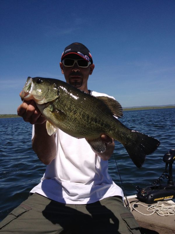 Bass Peche En Bateau Espagne