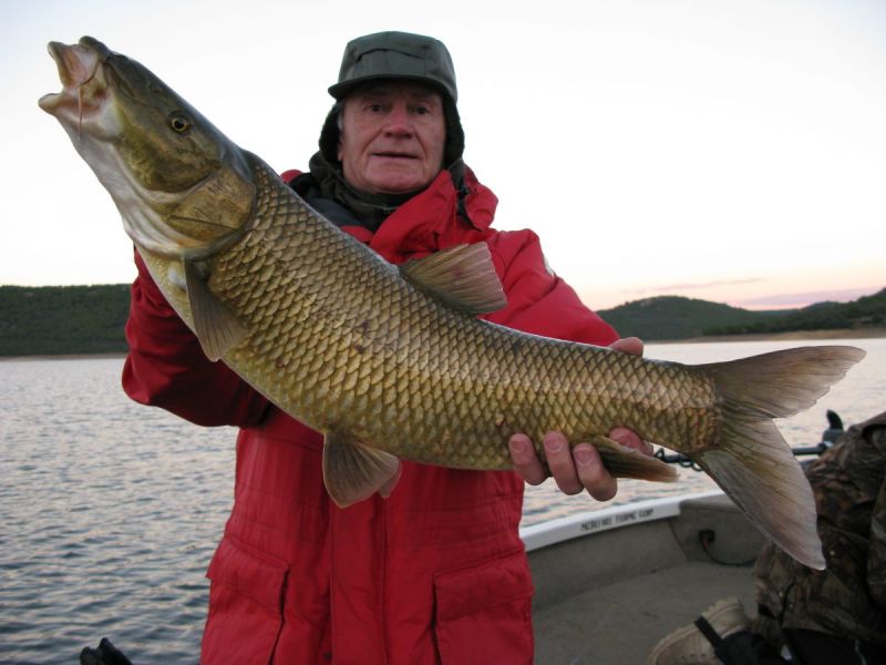 Barbeaux Peche En Extremadura 14