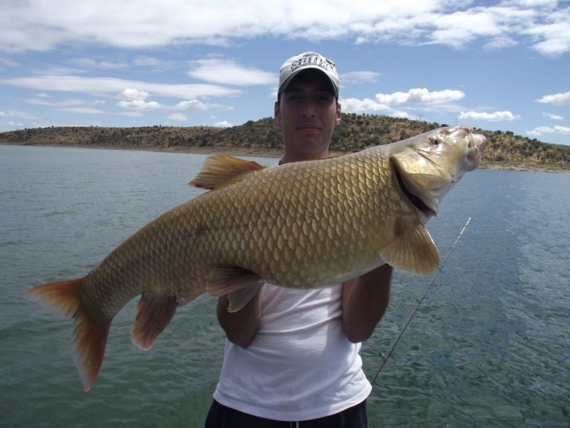 Barbeaux Peche En Extremadura 2